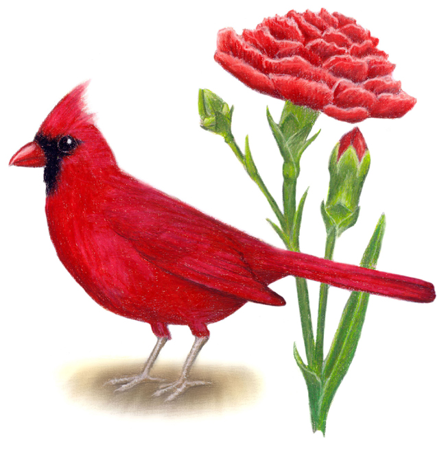 Ohio State Bird and Flower: Cardinal / Cardinalis cardinalis | Red